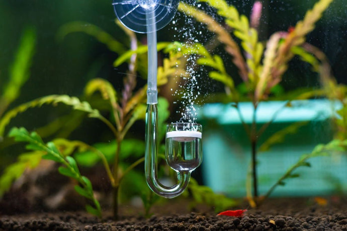 CO2 in Planted Aquariums: Pros and Cons to Consider
