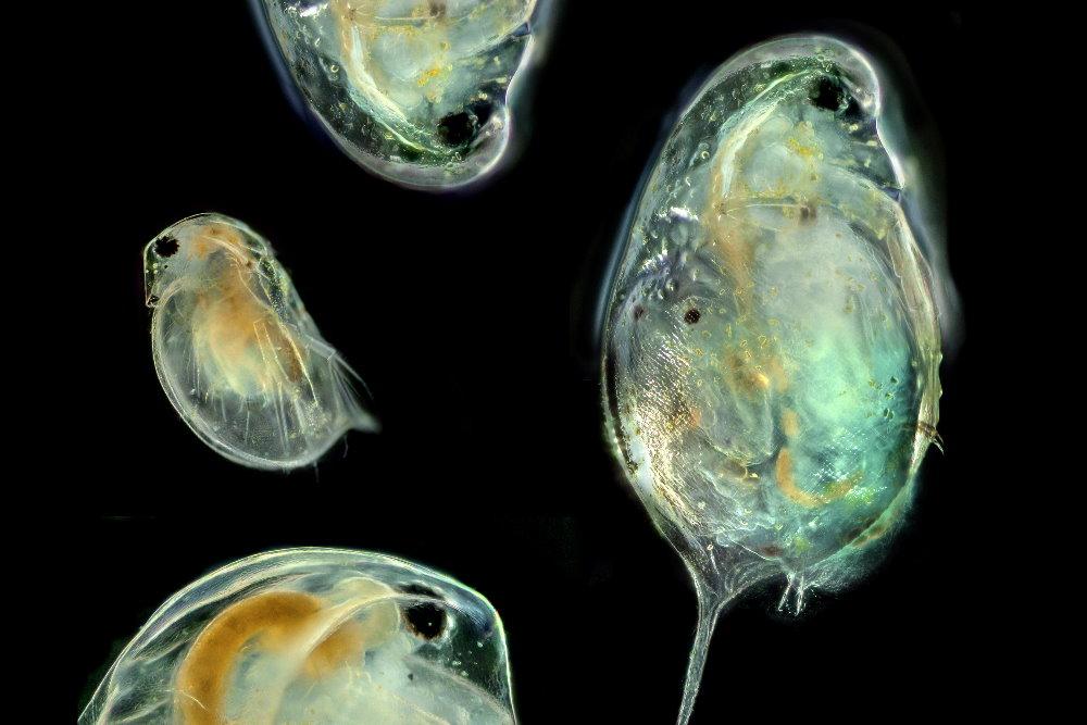 Daphnia Culturing – How to Raise Daphnia - Aquarium Co-Op