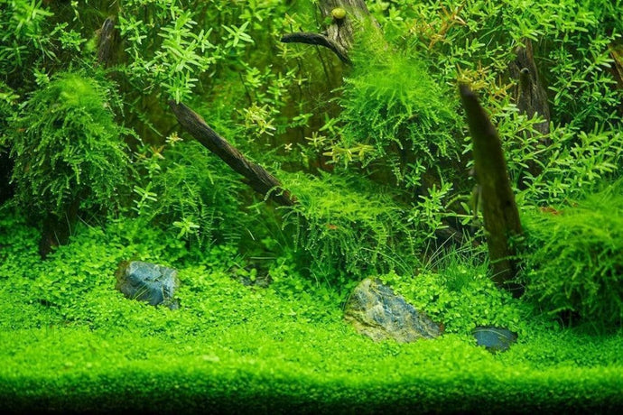 DIY Planted Background Wall