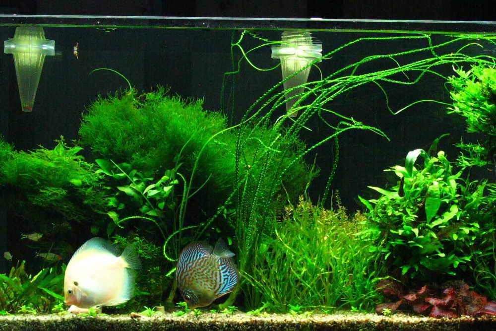 Echinodorus Vesuvius – An Oddball Sword Plant with a Twist - Aquarium Co-Op