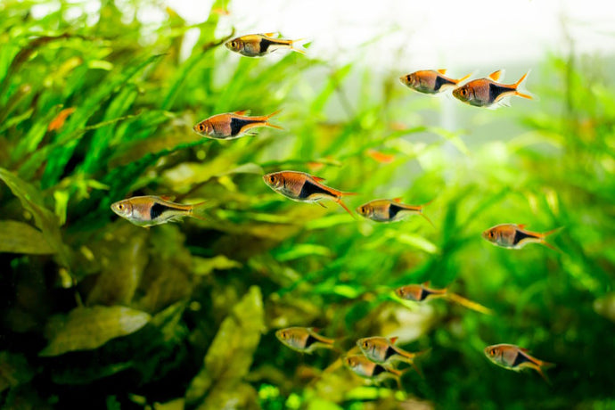 Top 10 Rasboras for Your Next Community Aquarium