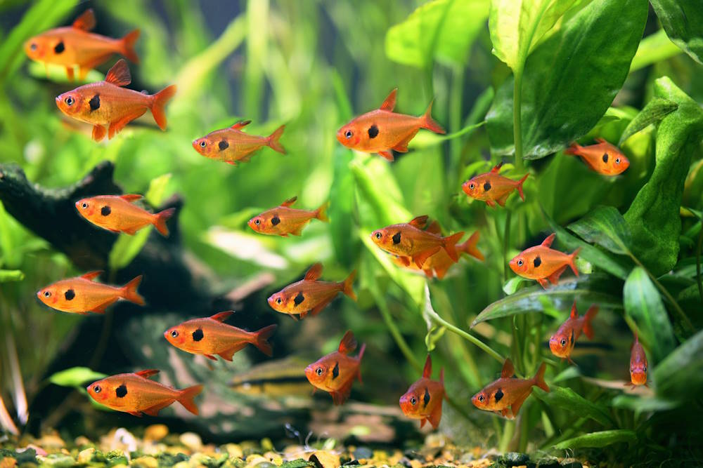 featured_image_-_Red_Phantom_Tetra_Hyphessobrycon_sweglesi