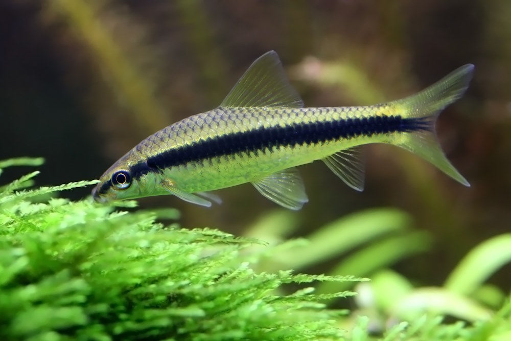 featured_image_-_Siamese_algae_eater_in_planted_aquarium