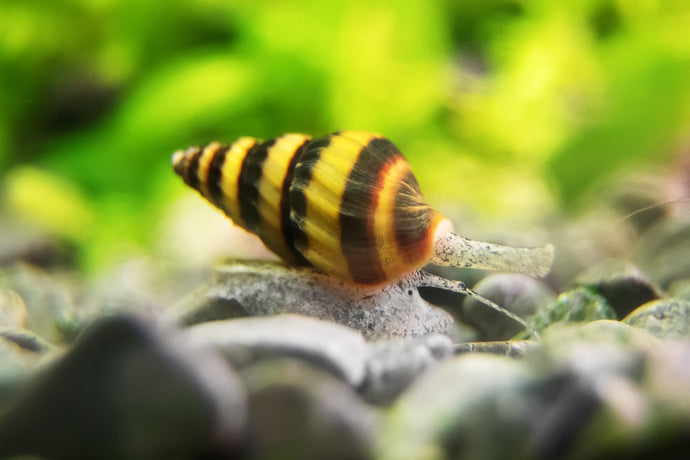 Care Guide for Assassin Snails — Natural Way to Get Rid of Pest Snails