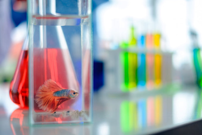 How (and How Often) to Test Aquarium Water for Healthy Fish and Plants
