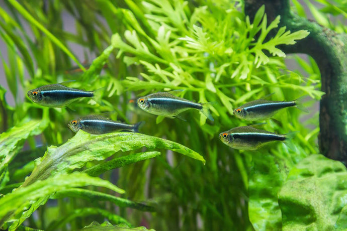 Top 5 Freshwater Oddballs for a 40-Gallon Breeder Aquarium – Aquarium Co-Op