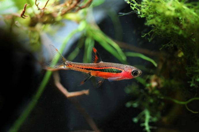 Care Guide for Chili Rasboras — Spicy Red Nano Fish for Planted Tanks