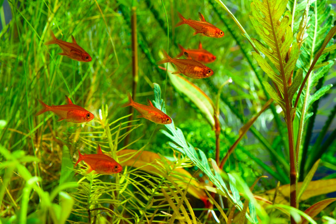 Care Guide for Ember Tetras — Orange Jewels of the Nano Aquarium
