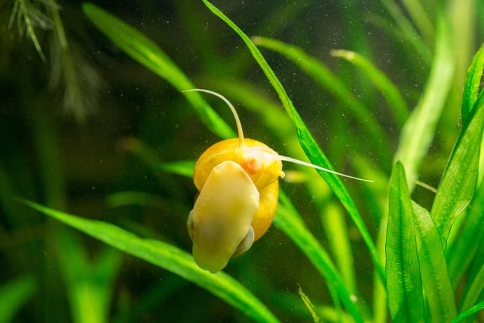 Care Guide for Mystery Snails — Entertaining and Useful Scavenger