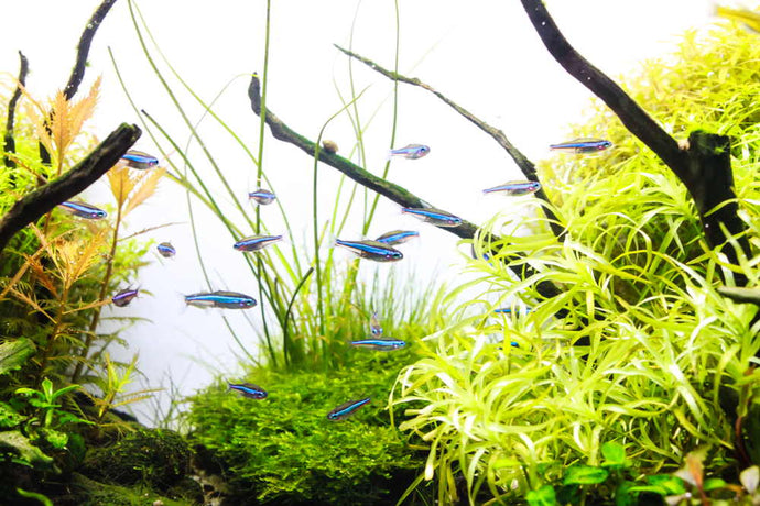 Top 10 Midwater Schooling Fish for Your Next Aquarium