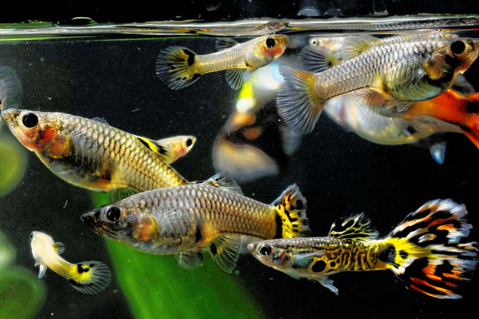 Colony Breeding: The Easiest Way to Breed Livebearers for Profit