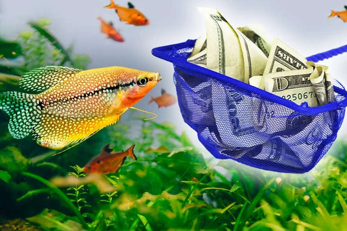 5 Easy Tips to Save Money in the Fishkeeping Hobby