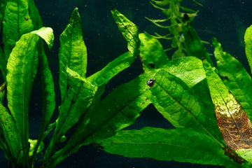 Why Do Aquarium Plants Melt? 7 Reasons for Dying, Melting Leaves