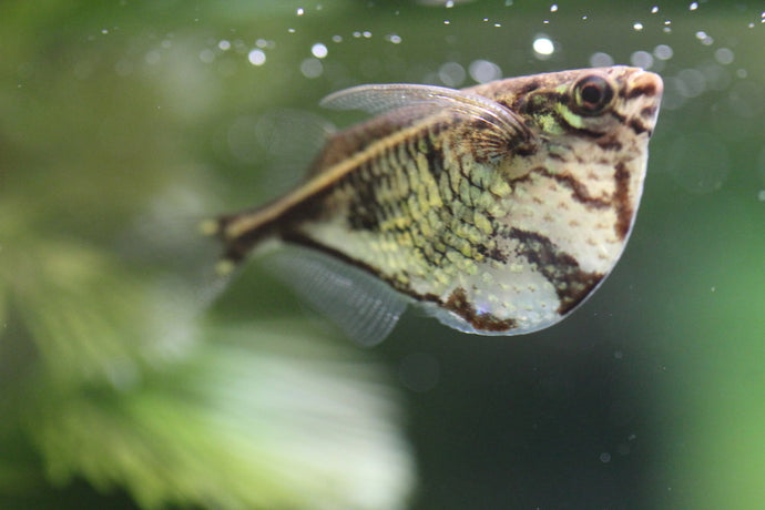 Top 5 Oddball Fish for a 20-Gallon Aquarium