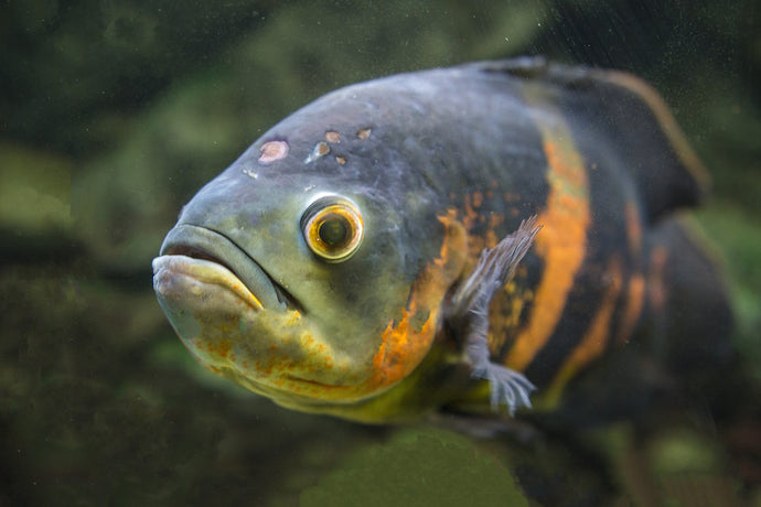 How to Treat Hole-in-the-Head Disease in Aquarium Fish