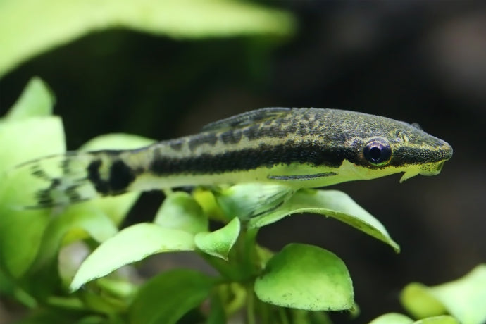 Care Guide for Otocinclus Catfish — Peaceful, Schooling Algae Eater