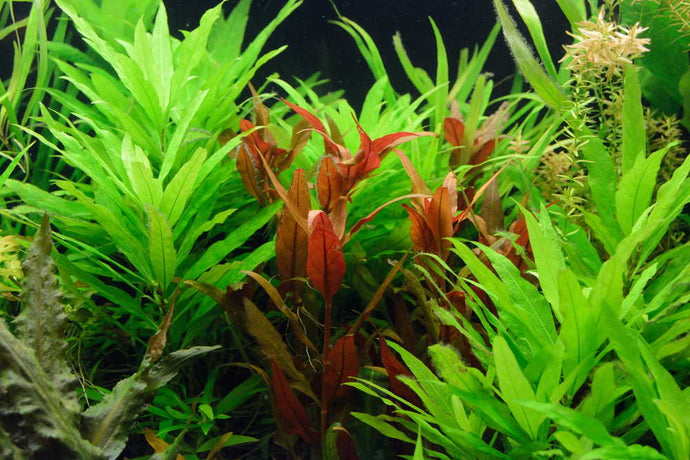 How to Fertilize Your Planted Tank the EASY Way