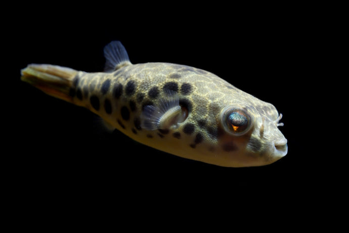 Top 10 Pufferfish You Can Keep in Freshwater and Brackish Aquariums