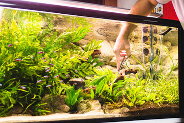 5 Easy Tips to Save Time in the Fishkeeping Hobby