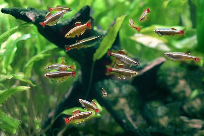 How to Breed and Raise Egg-Scattering Fish in Your Aquarium
