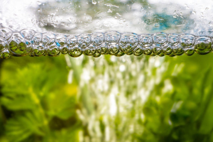 7 Reasons Why Your Aquarium Water Has Bubbles or Foaming