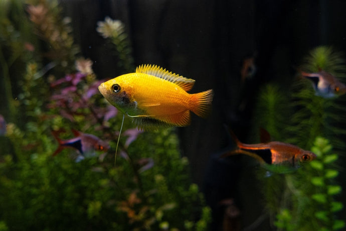 5 Best Fish Tank Ideas for Small Aquariums