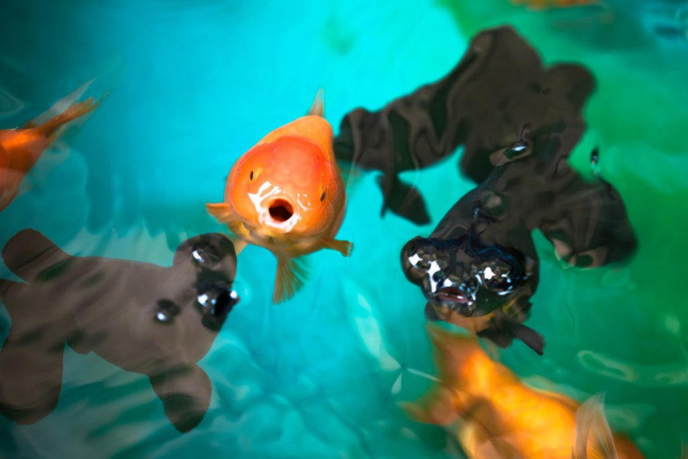 how-often-do-you-feed-fish-and-how-much-113268