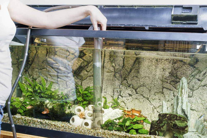 How Often Do You Have to Change Water in a Fish Tank?