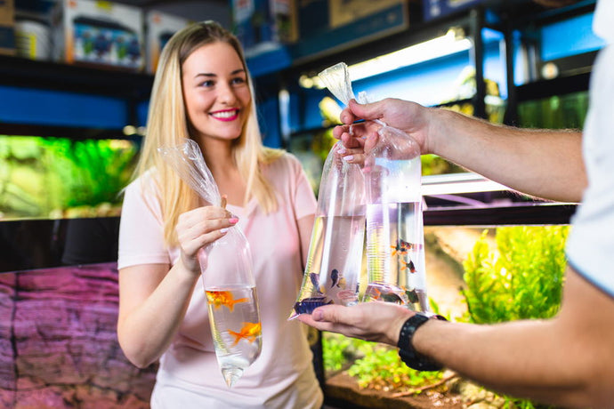 How to Breed Aquarium Fish for Profit