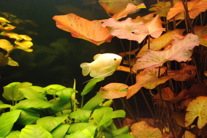 How to Care for a Dwarf Aquarium Lily