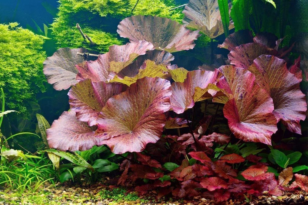 How to Care for a Tiger Lotus - Aquarium Co-Op