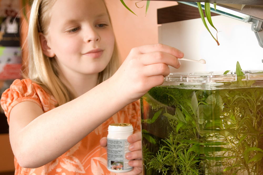 how-to-care-for-aquarium-fish-while-on-vacation-7379832