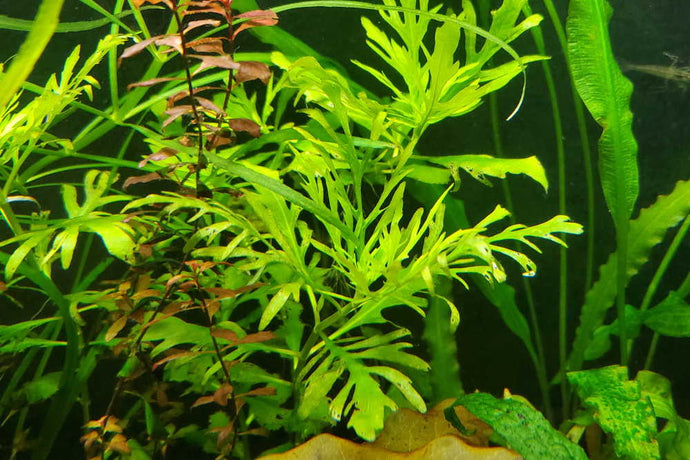 How to Care for Water Wisteria (Hygrophila difformis)