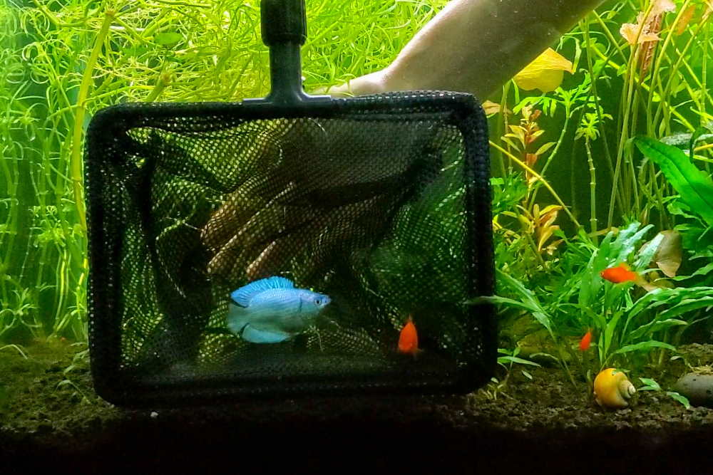 how-to-catch-aquarium-fish-like-a-pro-711965