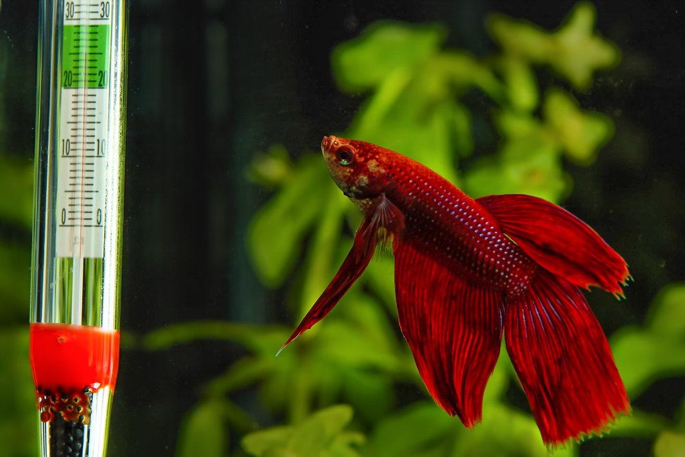 how-to-choose-the-right-aquarium-heater-534295