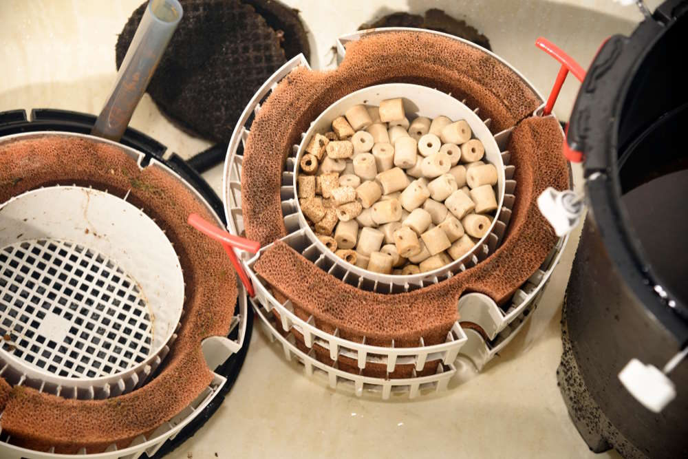 How to Clean Aquarium Filters — Sponge, Hang-on-Back, & Other Filters ...