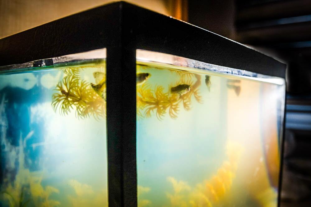 how-to-clear-up-a-cloudy-fish-tank-392895