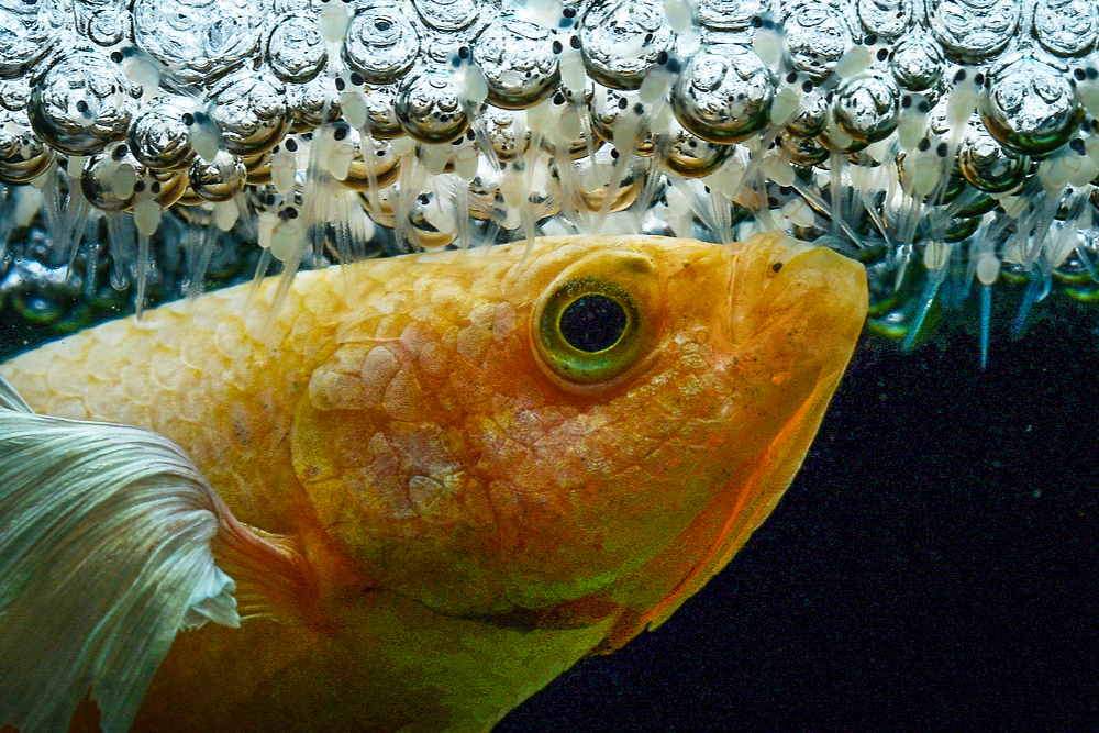 how-to-culture-vinegar-eels-for-fish-fry-3683294