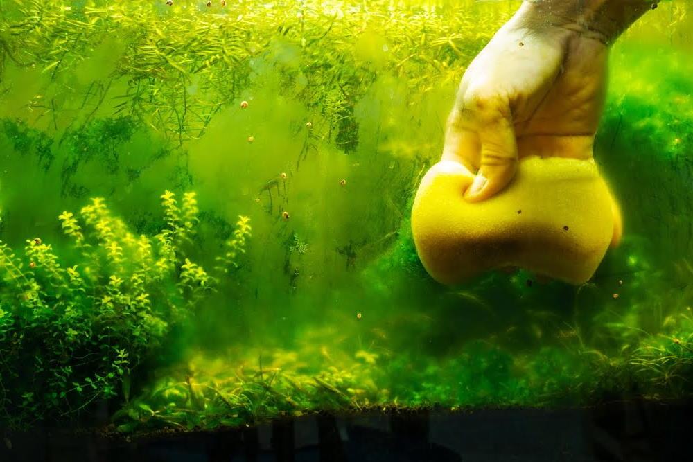 How to Fight 6 Types of Algae in Your Fish Tank - Aquarium Co-Op