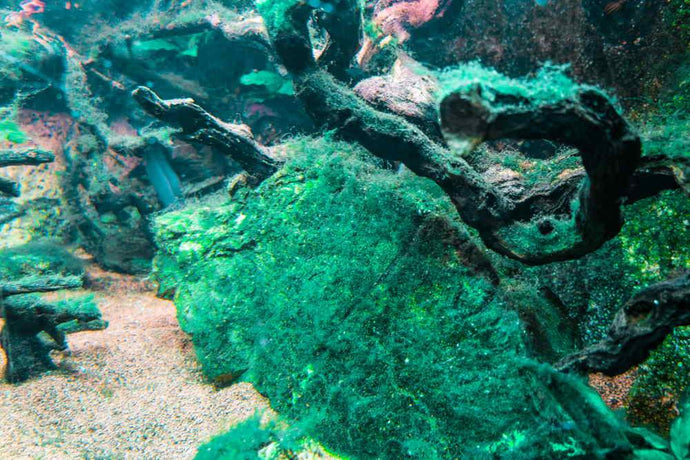 How to Get Rid of Blue-Green Algae in Aquariums