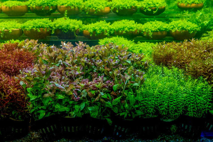 How to Grow Aquarium Plants for Profit