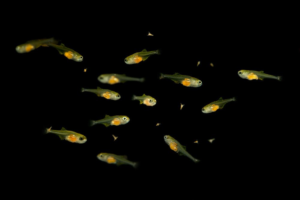 How to Hatch Baby Brine Shrimp for Fish Fry - Aquarium Co-Op