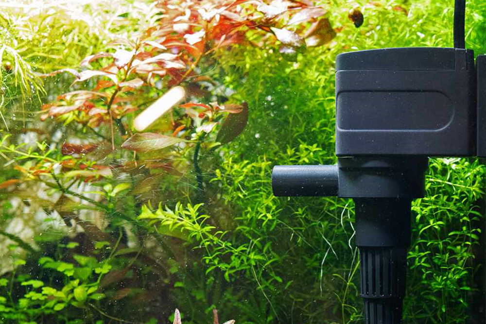 how-to-increase-water-circulation-in-your-aquarium-6625504