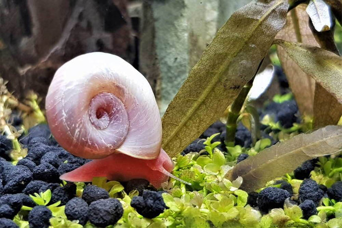 How to Pick the Best Substrate for a Planted Aquarium
