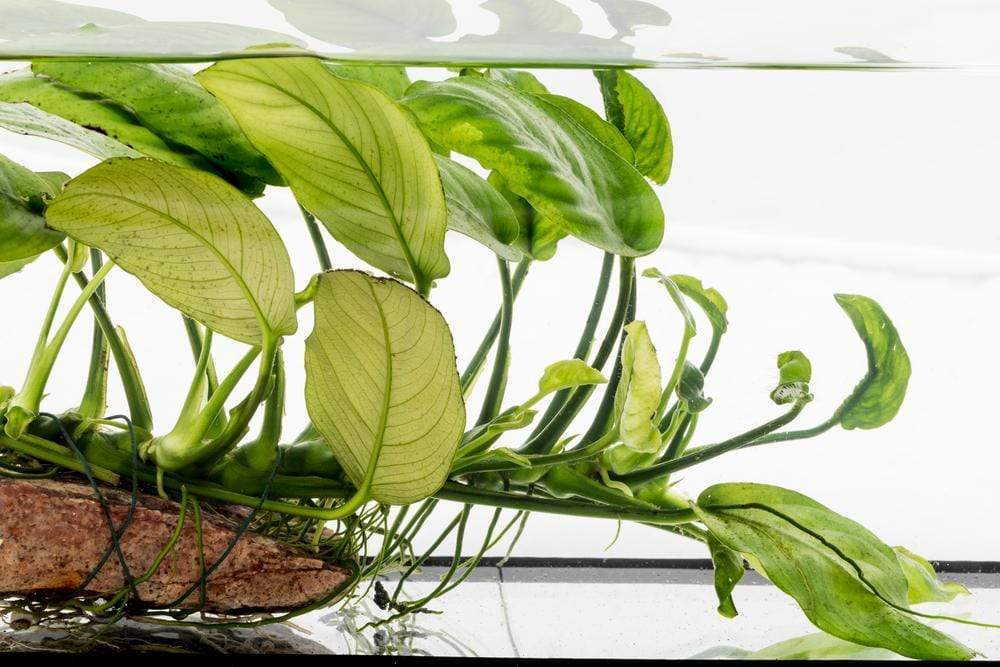 How to Plant Anubias or Java Fern on Rocks  - Aquarium Co-Op
