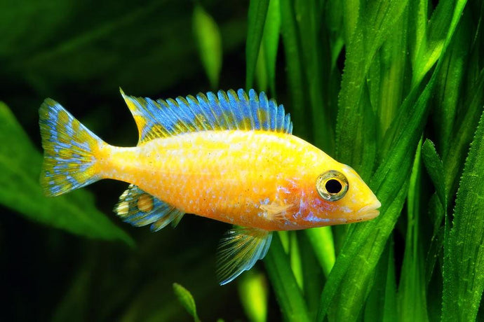 How to Set Up an Easy Planted Tank for African Cichlids
