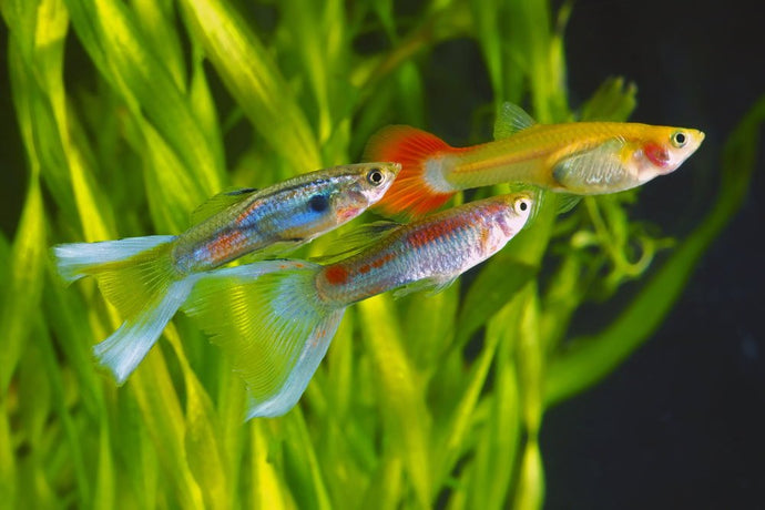 How to Treat Livebearer Disease