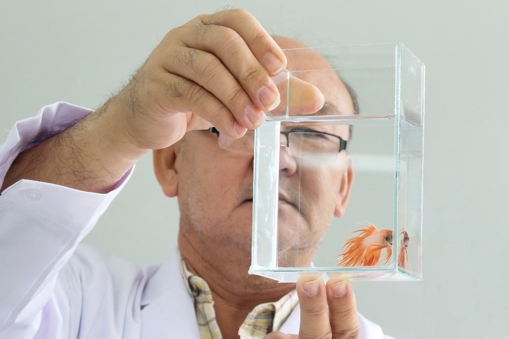 how-to-treat-sick-aquarium-fish-even-if-youre-not-sure-whats-wrong-5851041