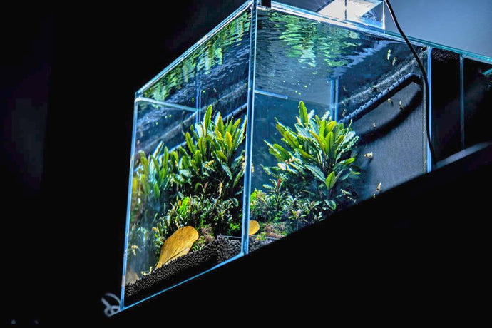 How to Upgrade an Aquarium Filter (and Save Money!)