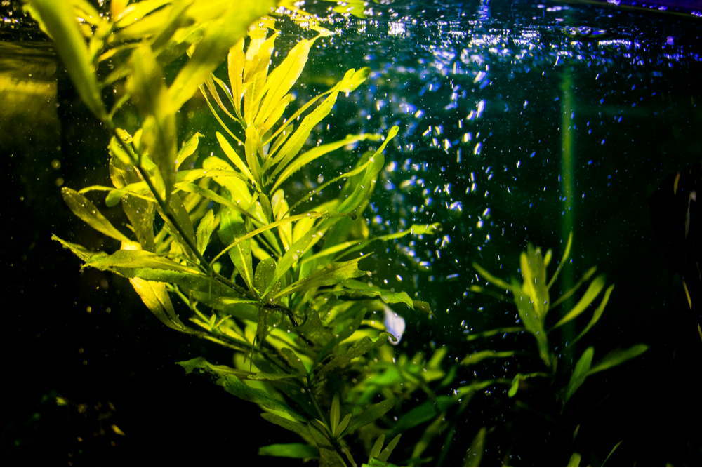 how-to-use-airline-accessories-in-your-aquarium-227373